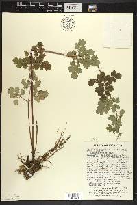 Thalictrum venulosum image