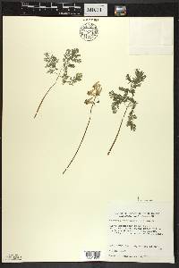 Dicentra cucullaria image