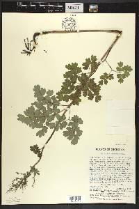 Thalictrum venulosum image