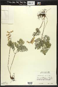 Dicentra canadensis image