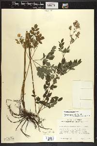 Thalictrum pubescens image