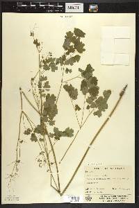 Thalictrum dioicum image