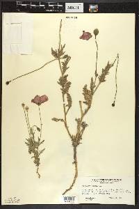 Papaver rhoeas image