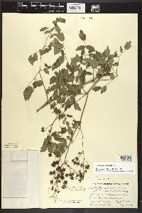 Thalictrum amphibolum image