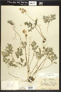 Dicentra cucullaria image