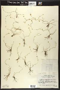 Ranunculus reptans image