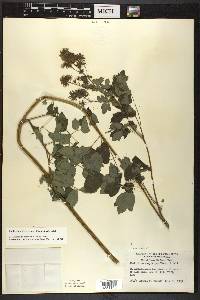 Thalictrum dasycarpum image