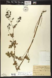 Thalictrum dasycarpum image