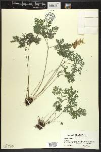 Dicentra cucullaria image