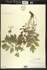 Chelidonium majus image