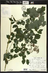 Thalictrum amphibolum image