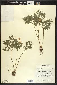 Dicentra cucullaria image