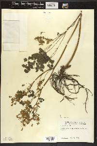 Thalictrum dioicum image