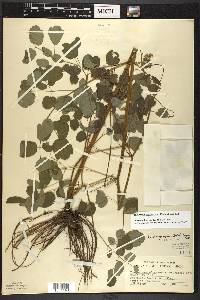 Thalictrum dasycarpum image