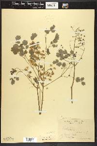 Thalictrum dioicum image