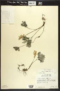 Dicentra canadensis image