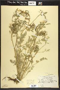 Corydalis aurea image