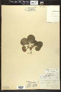 Viola renifolia image