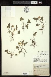 Viola palmata image