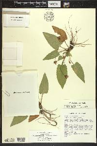 Viola sagittata var. ovata image