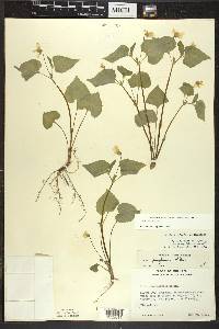 Viola pubescens var. eriocarpa image