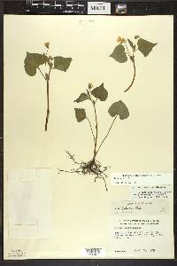 Viola pubescens var. pubescens image