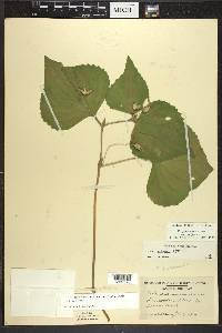 Viola pubescens var. pubescens image