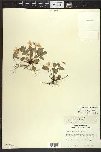 Viola labradorica image