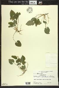 Viola selkirkii image