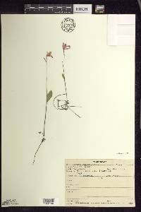 Pogonia ophioglossoides image