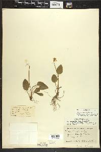 Viola primulifolia image