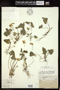 Viola palmata image