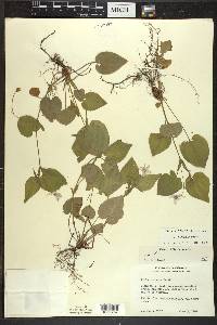 Viola rostrata image