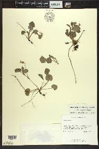 Viola labradorica image