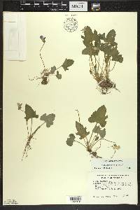 Viola palmata image