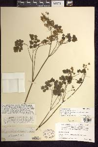 Thalictrum dioicum image