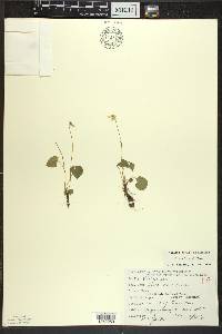 Viola macloskeyi image