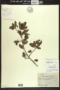 Ilex mucronata image