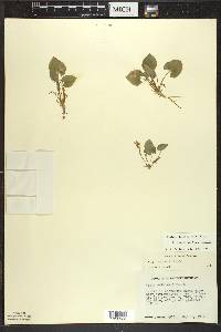 Viola selkirkii image