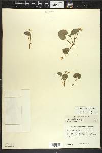 Viola renifolia image