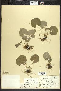 Viola renifolia image