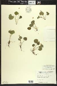 Viola renifolia image