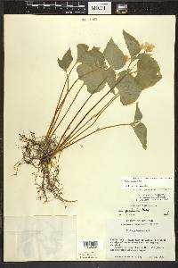 Viola pubescens var. eriocarpa image