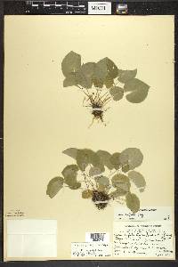 Viola renifolia image