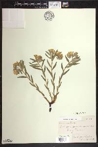 Lithospermum canescens image