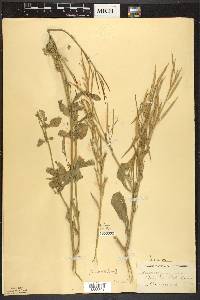 Brassica juncea image