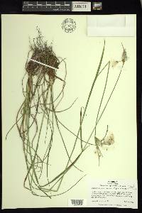 Eriophorum viridicarinatum image