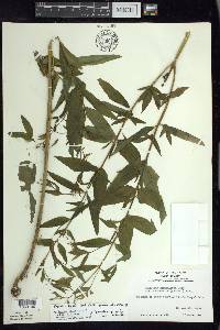 Epilobium × wisconsinense image