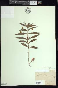 Lysimachia lanceolata image