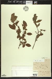 Vaccinium corymbosum var. glabrum image